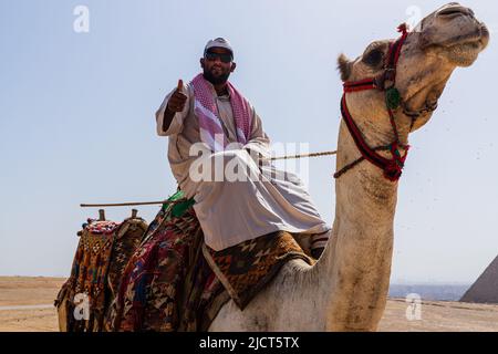 Ägyptische Kamele Stockfoto