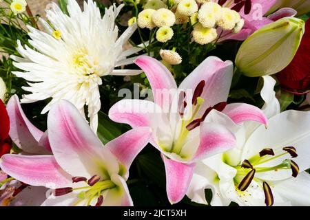 Nahaufnahme von bunten Bouquet - weiße Chrysantheme, lila und weiße Lilienblumen, rote Rosen. Hochwertige Fotos Stockfoto