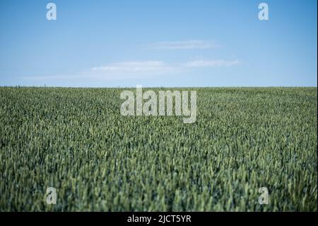 Rottweil, Deutschland. 15.. Juni 2022. Ein grünes Weizenfeld vor blauem Himmel. Kredit: Silas Stein/dpa/Alamy Live Nachrichten Stockfoto