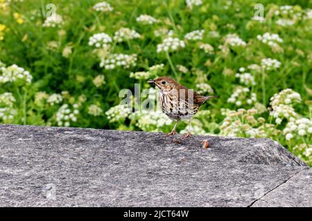 Soor mit Schnecke und zerbrochener Schneckenschale an einem Küstenort Stockfoto