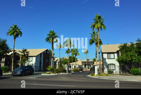 USA, PHENIX, ARIZONA - 17. NOVEMBER 2019: Hohe Palmen in der Nähe typischer Wohngebäude in einem Vorort von Phoenix, Arizona Stockfoto