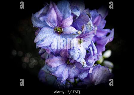 Lila Chrysantheme Blume auf dunklem Hintergrund, Fokus in der Mitte Stockfoto