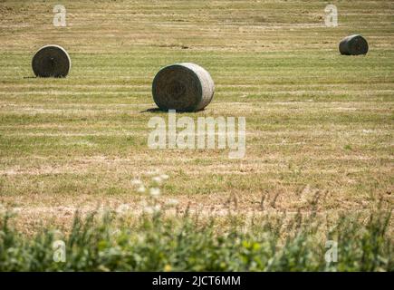 Rottweil, Deutschland. 15.. Juni 2022. Gepresste Heuballen liegen auf einem Feld in der Nähe von Rottweil. Kredit: Silas Stein/dpa/Alamy Live Nachrichten Stockfoto