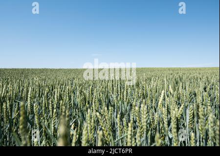 Rottweil, Deutschland. 15.. Juni 2022. Ein grünes Weizenfeld vor blauem Himmel. Kredit: Silas Stein/dpa/Alamy Live Nachrichten Stockfoto