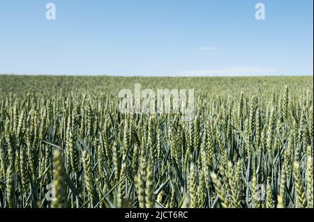 Rottweil, Deutschland. 15.. Juni 2022. Ein grünes Weizenfeld vor blauem Himmel. Kredit: Silas Stein/dpa/Alamy Live Nachrichten Stockfoto