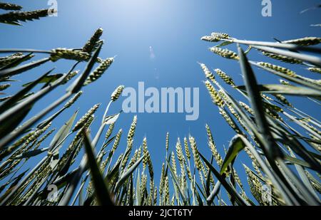 Rottweil, Deutschland. 15.. Juni 2022. Ein grünes Weizenfeld vor blauem Himmel. Kredit: Silas Stein/dpa/Alamy Live Nachrichten Stockfoto