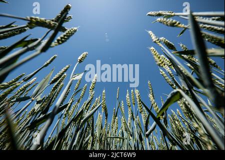 Rottweil, Deutschland. 15.. Juni 2022. Ein grünes Weizenfeld vor blauem Himmel. Kredit: Silas Stein/dpa/Alamy Live Nachrichten Stockfoto