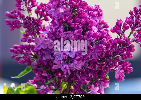 Schöne blühende lila Buschzweige mit leuchtend violetten Blüten und grünen Blättern. Frühling Natur. Stockfoto