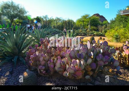 Verschiedene Arten von Kakteen in einem botanischen Garten in Phoenix, Arizona Stockfoto