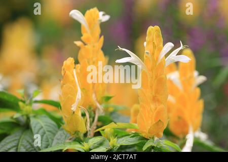 Golden Candle (Lollipop Pflanze, Golden Shrimp Pflanze, Lollypops, Lollypops Super Goldy) Blumen, erstaunliche Blick auf bunte Blumen im Garten blühen Stockfoto