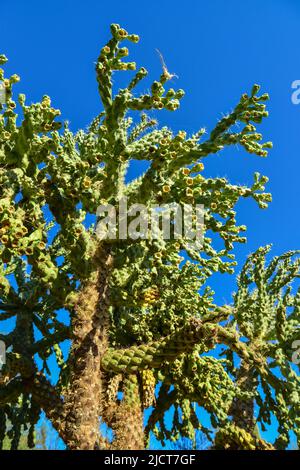 Kaktus. Cane Chola Cylindropuntia spinosior auf einem Hintergrund des blauen Himmels. Arizona, USA Stockfoto