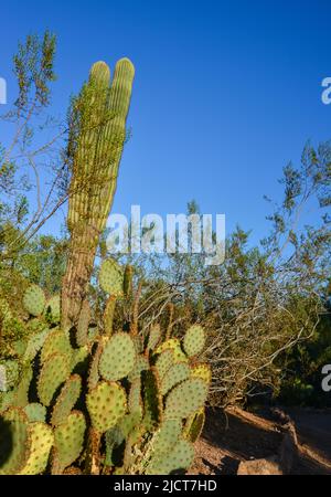 Eine Gruppe von Sukkulenten Agave- und Opuntia-Kakteen im botanischen Garten von Phoenix, Arizona, USA Stockfoto