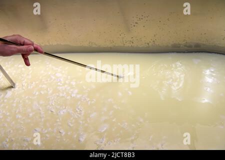 Handwerkliche Käseherstellung, Schneiden von Quark und Molke im Tank der Fabrik Stockfoto