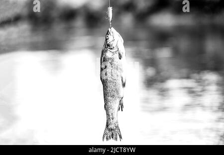 Angeln. Nahaufnahme eines Fischhakens. Fischer und Forellen. Spinnen von Forellen in Seen. Bachforelle. Ein Nahaufnahme Regenbogen Forellen. Stilles Wasser Stockfoto