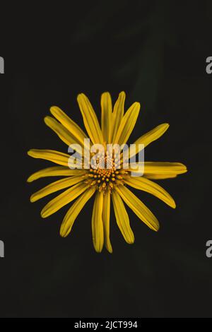 Makroaufnahme gelbe Blume Hintergrund Stockfoto