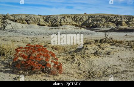 Rote Pflanze im Vordergrund. Seltsame Sandsteinformationen, die durch Erosion im Ah-Shi-SLE-Pah Wilderness Study Area, New Mexico, USA, entstehen Stockfoto