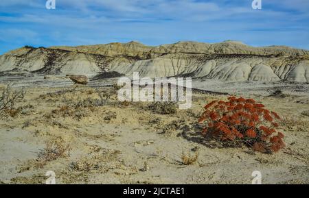 Rote Pflanze im Vordergrund. Seltsame Sandsteinformationen, die durch Erosion im Ah-Shi-SLE-Pah Wilderness Study Area, New Mexico, USA, entstehen Stockfoto