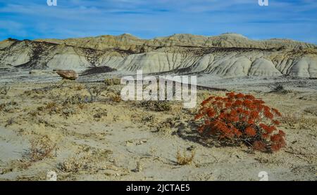 Rote Pflanze im Vordergrund. Seltsame Sandsteinformationen, die durch Erosion im Ah-Shi-SLE-Pah Wilderness Study Area, New Mexico, USA, entstehen Stockfoto