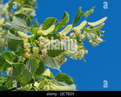 Blühende Sommerlinden, Tilia platyphyllos, Nahaufnahme Stockfoto