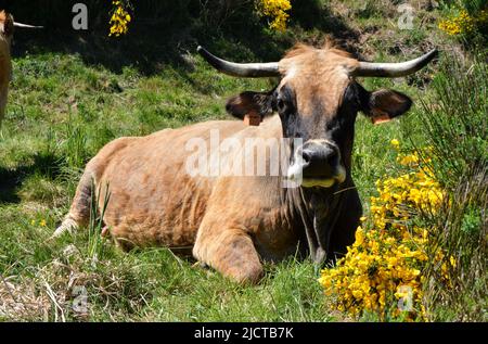 Schöne Aubrac-Kuhzucht, die auf einer Wiese liegt, mit einer Genisteae plante. Stockfoto