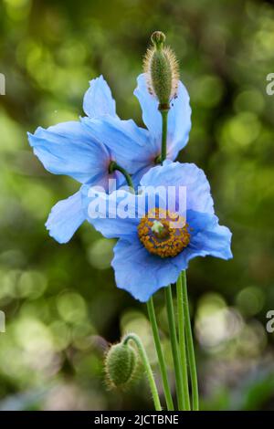 Blau-Mohn oder Himalaya-Mohn (Meconopsis) Stockfoto