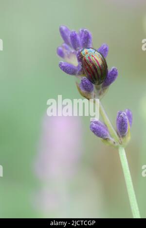 Ein Makrobild eines Regenbogen-Blatt-Käfer mit farbenfroher und schillernder Schale auf einer Lavendelblüte in einem britischen Garten Stockfoto