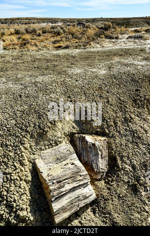 Felsformationen im Ah-shi-sle-pah Wash, Wilderness Study Area, New Mexico Stockfoto