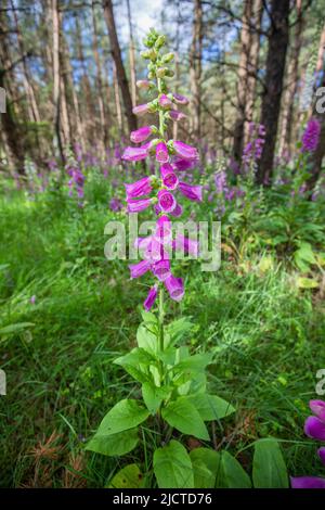 Nahaufnahme eines lila blühenden botanischen Foxglove, Digitalis purpurea, im Sonnenlicht zwischen Nadelbäumen in einem Nadelwald Stockfoto