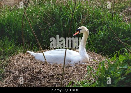 Ein schöner stummgeschauter Schwan, der auf einem Nest sitzt und vielleicht Eier brütet. Das Nest ist von langem Gras zur Deckung umgeben. Stockfoto