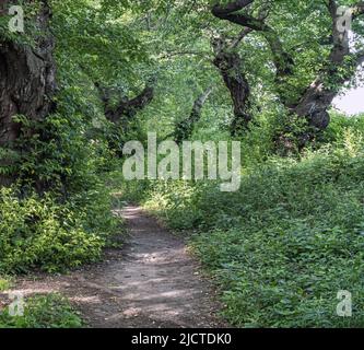 Malus coronaria, auch bekannt unter den Namen süße Krabbe oder Girlandabstreibe, ist eine nordamerikanische Malus-, Krabbenart Stockfoto