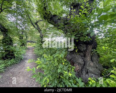 Malus coronaria, auch bekannt unter den Namen süße Krabbe oder Girlandabstreibe, ist eine nordamerikanische Malus-, Krabbenart Stockfoto