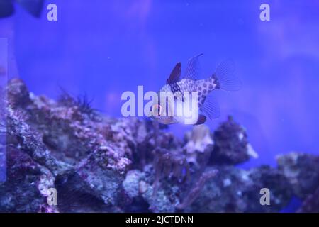 Unterwasserlandschaft mit Sphaeramia Nematoptera und Korallenriff. Blaues klares Wasser des tropischen Meeres. Der Meeresboden und das Meeresleben. Ruhiger natürlicher Hintergrund. Hochwertige Fotos Stockfoto