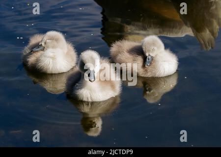 Drei Schwanencygnets schlafen. Junge frisch geschlüpfte Küken mit flauschigen Federn, die sich in dunklen Gewässern spiegeln. „Cygnus olor“, Grand Canal, Dublin, Irland Stockfoto