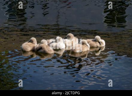 Sechs Schwanencygnets schlafen, während sie auf dem Wasser schwimmen. Frisch geschlüpfte Küken mit weichen flauschigen Federn schlafen. „Cygnus olor“, Grand Canal, Dublin, Irland Stockfoto