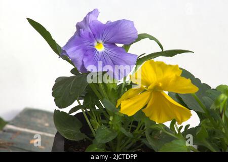 Una Flor de Pensamiento Azul y una Flor de Pensamiento Amarillo Stockfoto