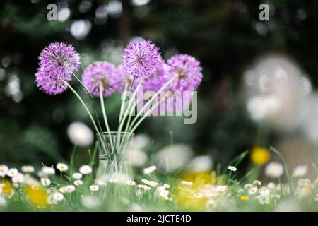 Lila Blumen Bouquet in Glasvase auf Waldwiese von Blüten Wildblumen bedeckt. Natürliche Schönheit Hintergrund Stockfoto