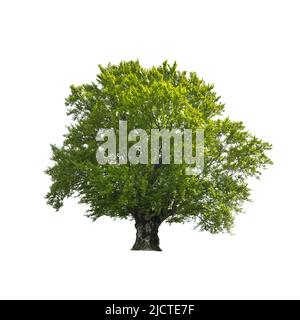 Grüner Baum auf weißem Hintergrund isoliert. Große alte Buche mit saftig grünen Blättern Stockfoto