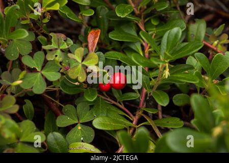 Cranberry Zweig Hintergrund. Naturtexturen. Rote Beeren auf grünem Hintergrund im Sommerwald Stockfoto