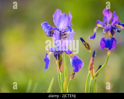 Schöne blaue Blüten der sibirischen Iris im Frühlingsgarten. Iris sibirica blüht auf der Wiese. Die Koloful Sibirische Iris eine mehrjährige Pflanze mit purpl Stockfoto