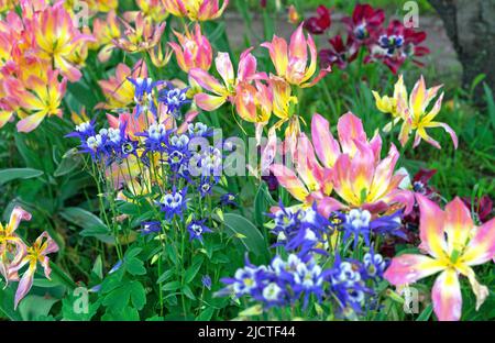 Columbine (Aquilegia vulgaris) und gelb-rosa Tulpen. Stockfoto