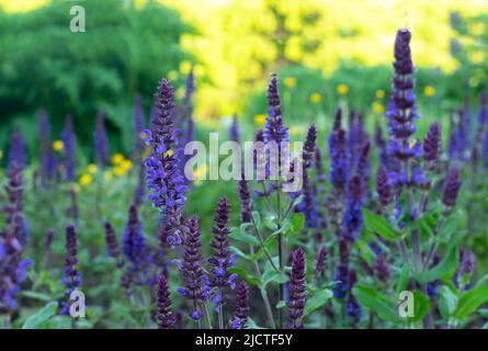 Violette Salbeiblüten. Mehrjährige Salbei (Salvia nemorosa) ist eine Heilpflanze und ein Gewürz für Lebensmittel. Stockfoto