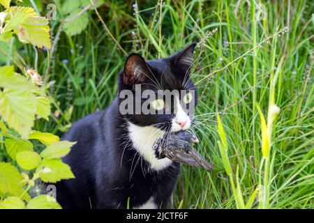 Schwarz-weiße Hauskatze mit kurzem Haar und einem kleinen Vogel, den sie im Mund gefangen hat Stockfoto