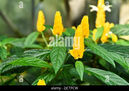 Tropische Garnelenpflanze mit gelben Blüten. Botanischer Name „Pachystachys Lutea“ Stockfoto