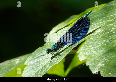 Damselfliegen sind fliegende Insekten der Unterordnung Zygoptera in der Ordnung Odonata. Stockfoto