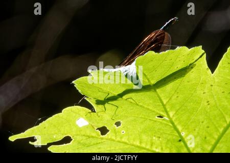 Damselfliegen sind fliegende Insekten der Unterordnung Zygoptera in der Ordnung Odonata. Stockfoto