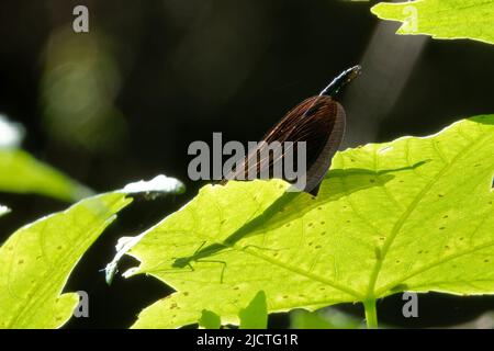 Damselfliegen sind fliegende Insekten der Unterordnung Zygoptera in der Ordnung Odonata. Stockfoto