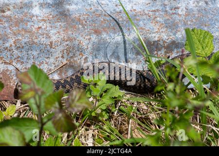 Adder (Vipera berus), der sich auf einer Wellblechrefugie oder Zinn sonnt, die für Reptilienvermessungen verwendet wird, Großbritannien Stockfoto