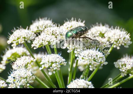 Grüner Rosenkäfer (Cetonia aurata) auf KuhPetersilie blüht im Juni, eine bestäubende Käferinseart in Surrey, England, Großbritannien Stockfoto