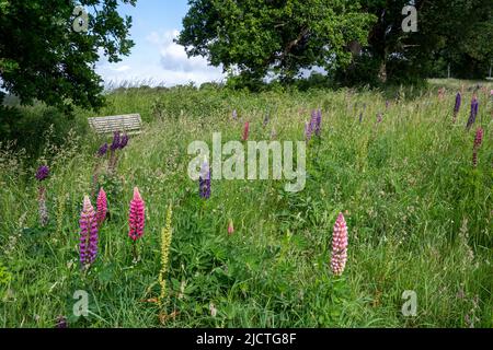 Lupinen blühen auf der Wiese neben der St. Peter's Church, Terwick, West Sussex, England, Großbritannien, Im South Downs National Park Stockfoto