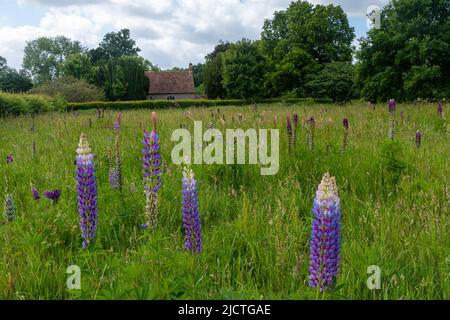 Lupinen blühen auf der Wiese neben der St. Peter's Church, Terwick, West Sussex, England, Großbritannien, Im South Downs National Park Stockfoto